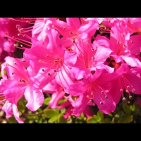 Azalee - Azalea Hatsugiri (fam. Ericacees) (4)